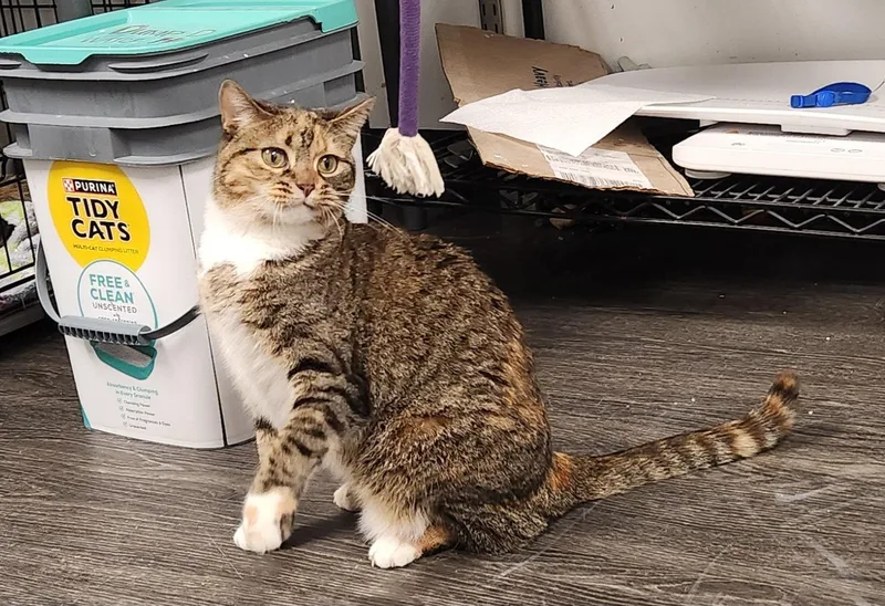 A young medium-sized female Domestic Short Hair cat named Mina for adoption in Herndon, VA