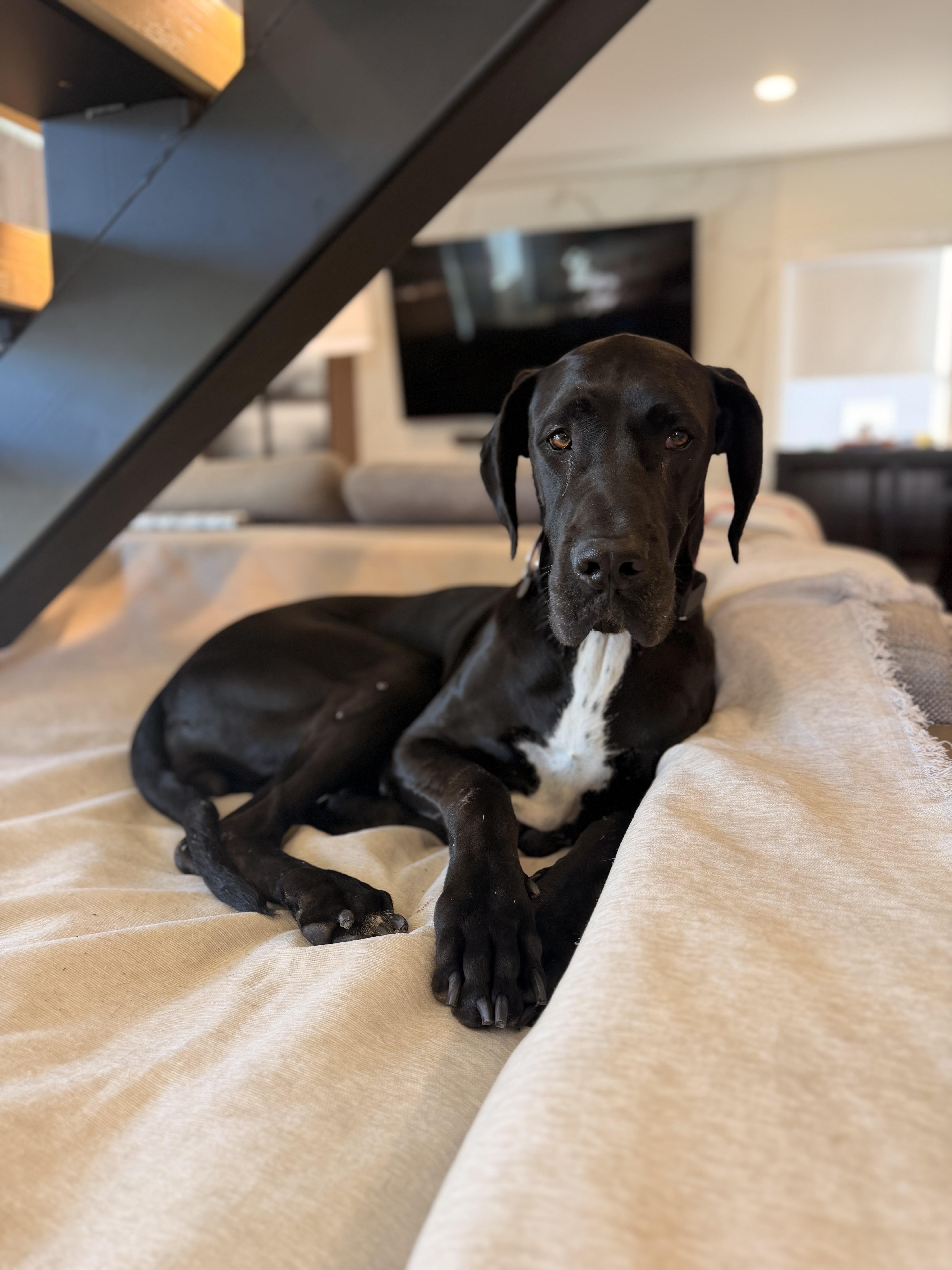 An adult extra large-sized female Great Dane dog named Rose for adoption in Long Beach, CA