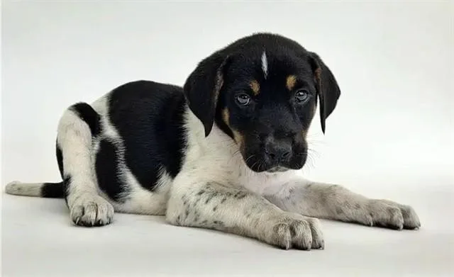 A baby small-sized female Terrier dog named Boomer for adoption in Saint Louis, MO