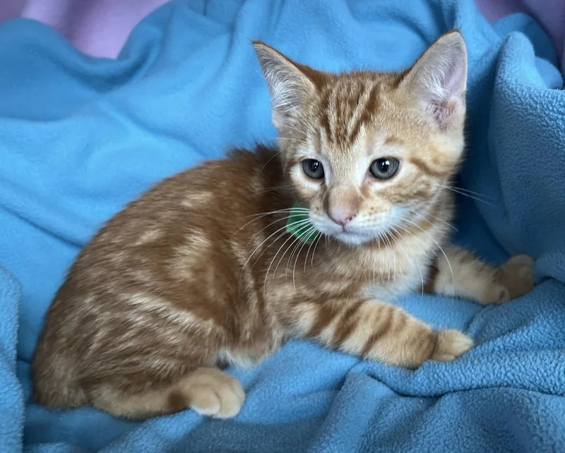 A baby medium-sized male Orange & White Tabby cat named Fredie for adoption in Hood RIver, OR