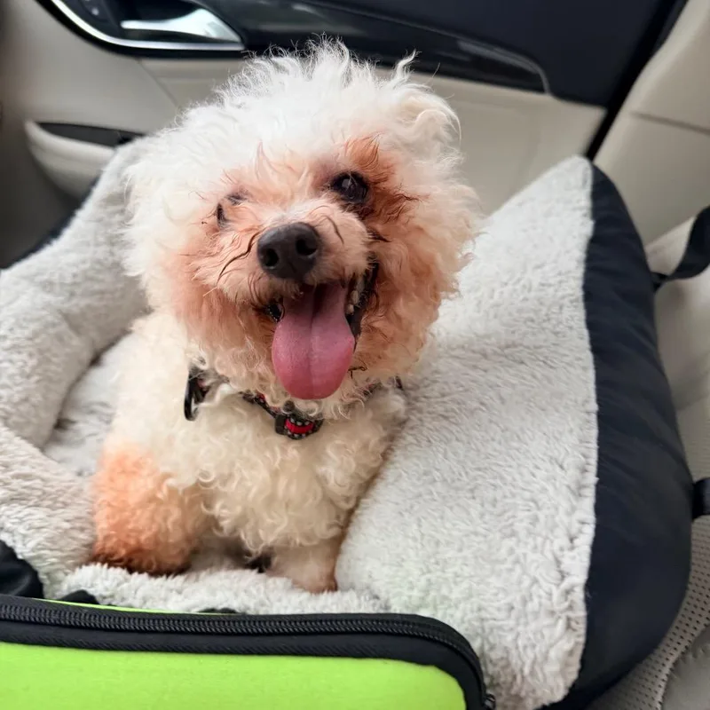 A senior small-sized male White / Cream Poodle (Toy) dog named Charles for adoption in Saint John, IN