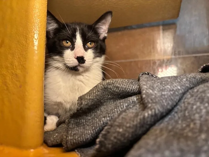 A young medium-sized male Black Domestic Short Hair cat named Egg Roll for adoption in Fort Collins, CO