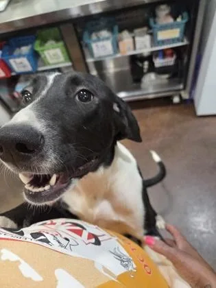 A young medium-sized female Mixed Breed dog named Natasha for adoption in Cincinnati, OH