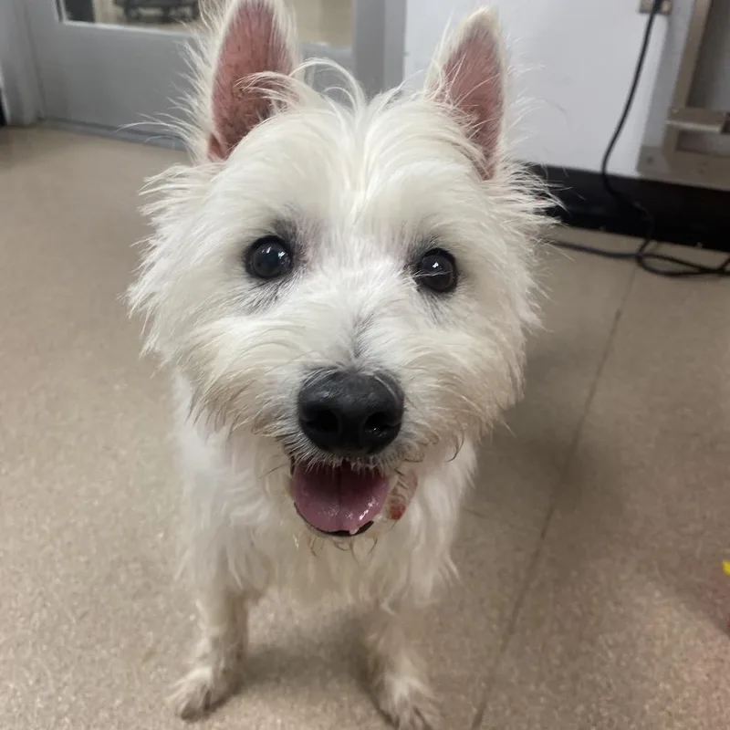 A senior small-sized female White / Cream West Highland White Terrier / Westie dog named Lilo A for adoption in Mission Hills, CA