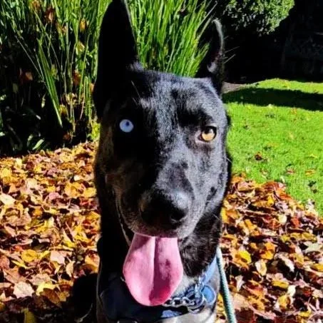 A young medium-sized male Black Husky dog named Stunning Jett for adoption in Pine Mountain Club, CA