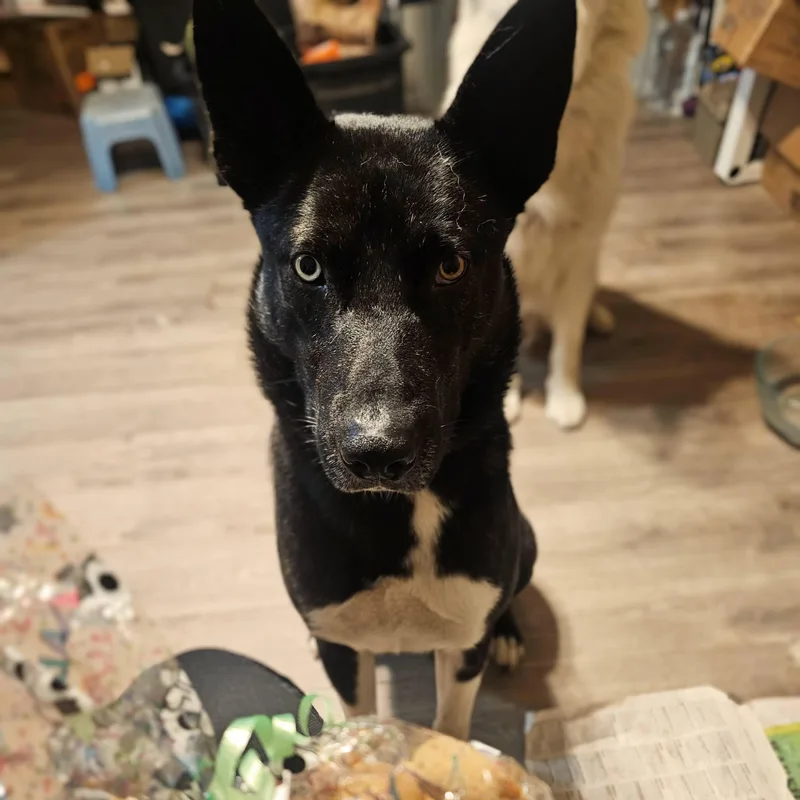 Stunning Jett thumbnail 2