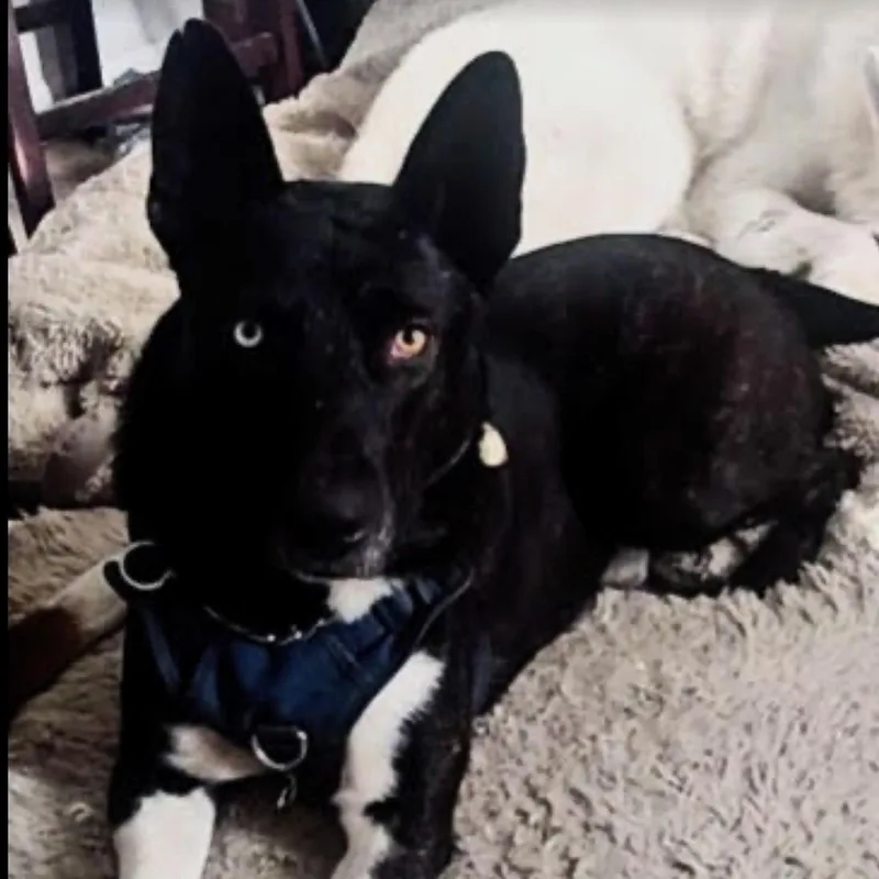 Stunning Jett thumbnail 3