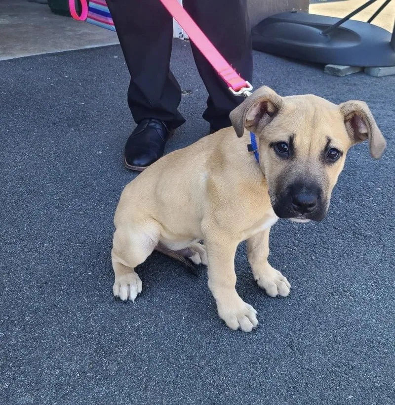 A baby medium-sized male Shepherd dog named Cooper Boomer for adoption in Saugus, MA