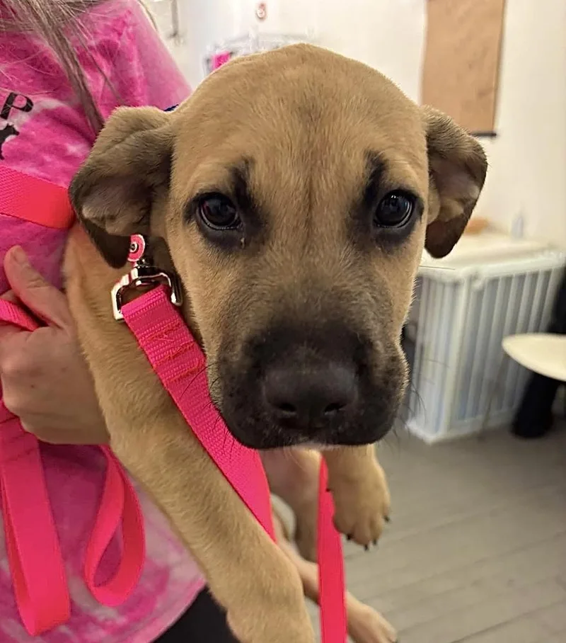 Cooper Boomer thumbnail 4