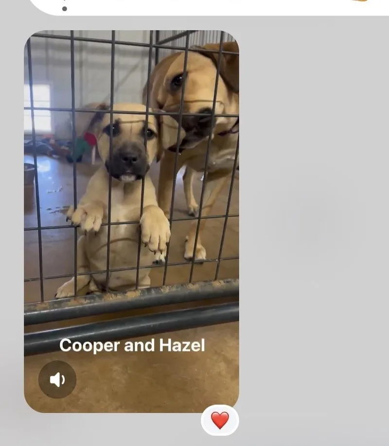 Cooper Boomer thumbnail 5