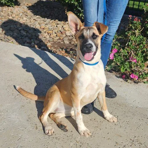 A young medium-sized female Tricolor (Brown, Black, & White) Basenji dog named Goose for adoption in Lathrop, CA