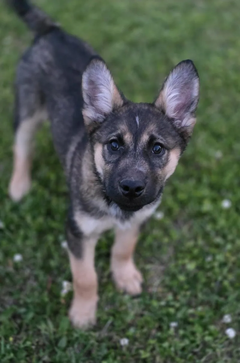 A baby large-sized male Brown / Chocolate German Shepherd Dog dog named Thunder for adoption in Farmington, MN