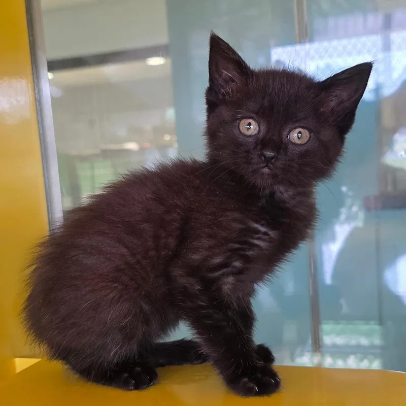 A baby small-sized female Black Domestic Short Hair cat named Spawn for adoption in Abilene, TX