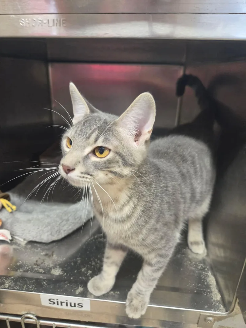A young medium-sized male Tabby (Gray / Blue / Silver) Domestic Short Hair cat named Sirius for adoption in Justin, TX