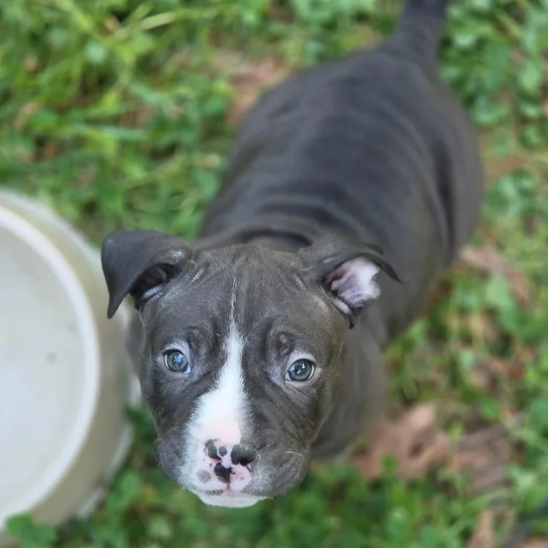 A baby small-sized male Brown / Chocolate Mixed Breed dog named Cassmore for adoption in Fredericksburg, VA