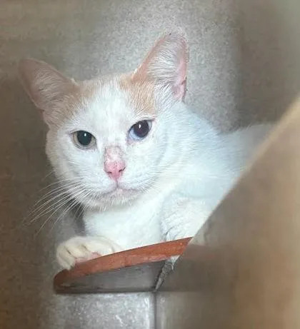 An adult medium-sized male Domestic Short Hair cat named Dude for adoption in Washington, DC