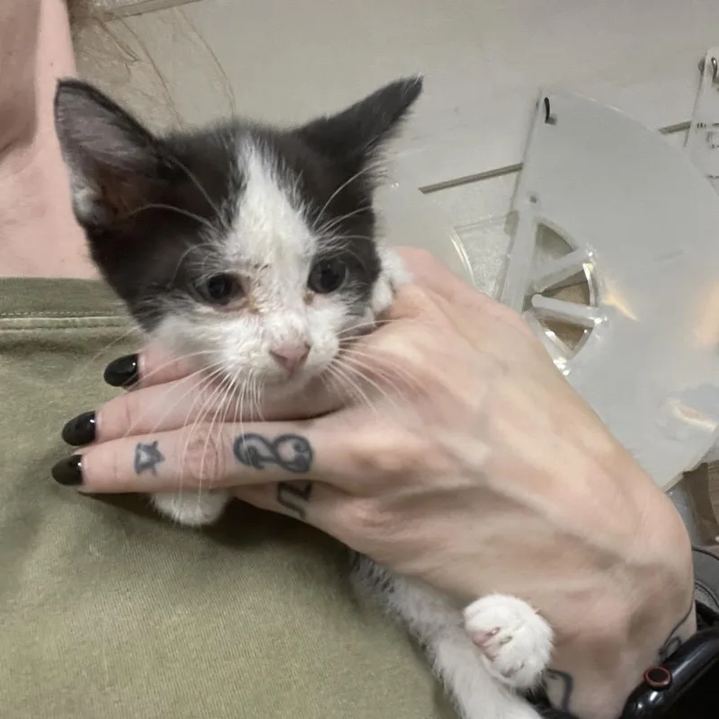 A baby small-sized female White Domestic Short Hair cat named Czar for adoption in Eureka Springs, AR