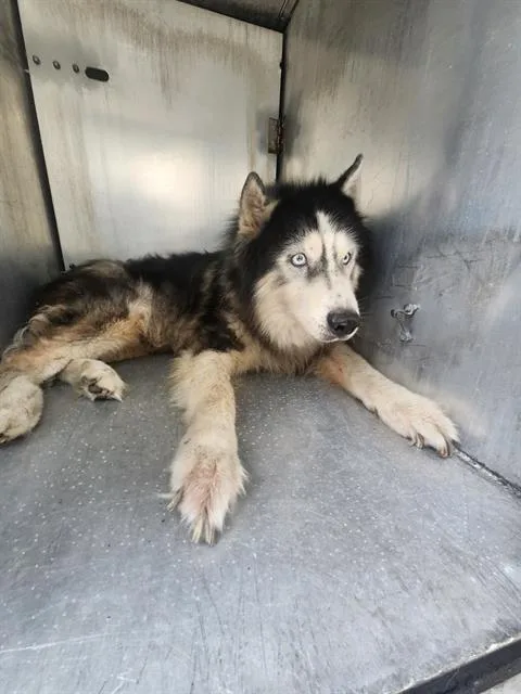 An adult large-sized male Siberian Husky dog named Kovu for adoption in San Antonio, TX