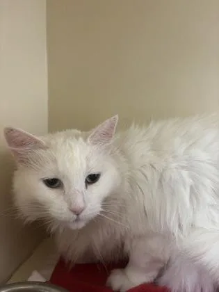 An adult small-sized female Domestic Long Hair cat named Baby Girl for adoption in Cincinnati, OH