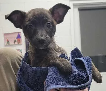 A baby small-sized female Black Mixed Breed dog named Trinket for adoption in Kansas City, MO
