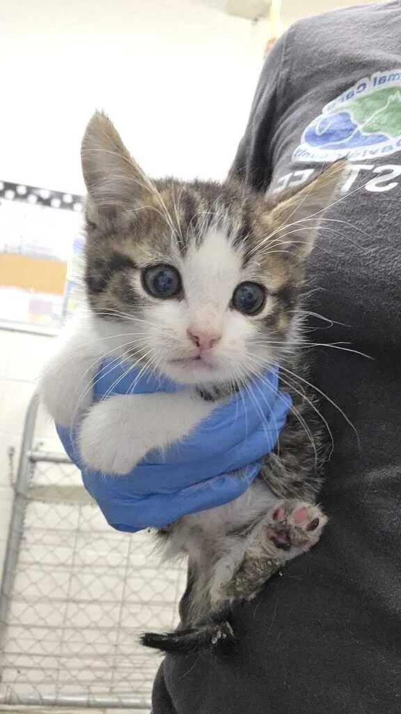 A baby small-sized male Tabby (Brown / Chocolate) Domestic Short Hair cat named Whiterun for adoption in Fruit Heights, UT