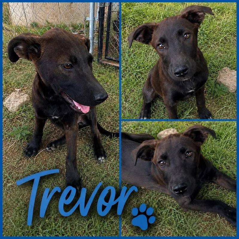Trevor