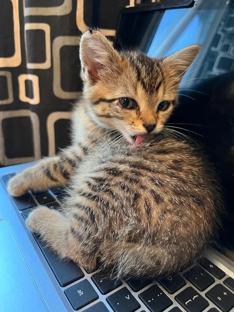 A baby medium-sized female American Shorthair cat named Doris for adoption in Ashland, WI