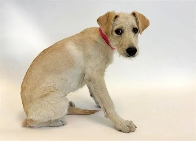 A baby small-sized female Terrier dog named Daisy for adoption in Saint Louis, MO