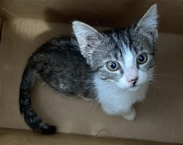 A baby medium-sized male Domestic Short Hair cat named Meatstick for adoption in Dallas, TX