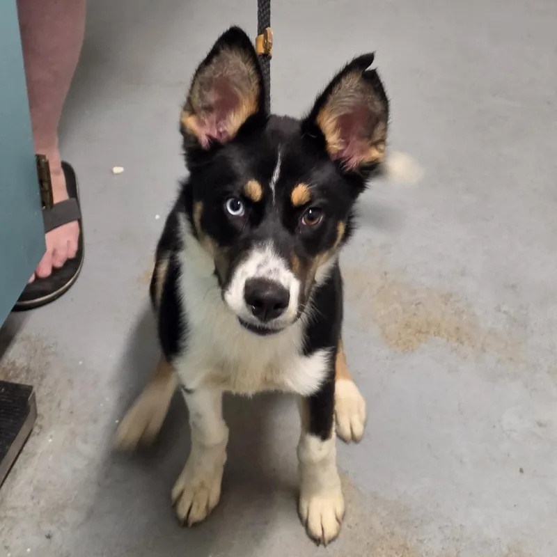A young small-sized female Black Mixed Breed dog named Grace for adoption in Troy, IL
