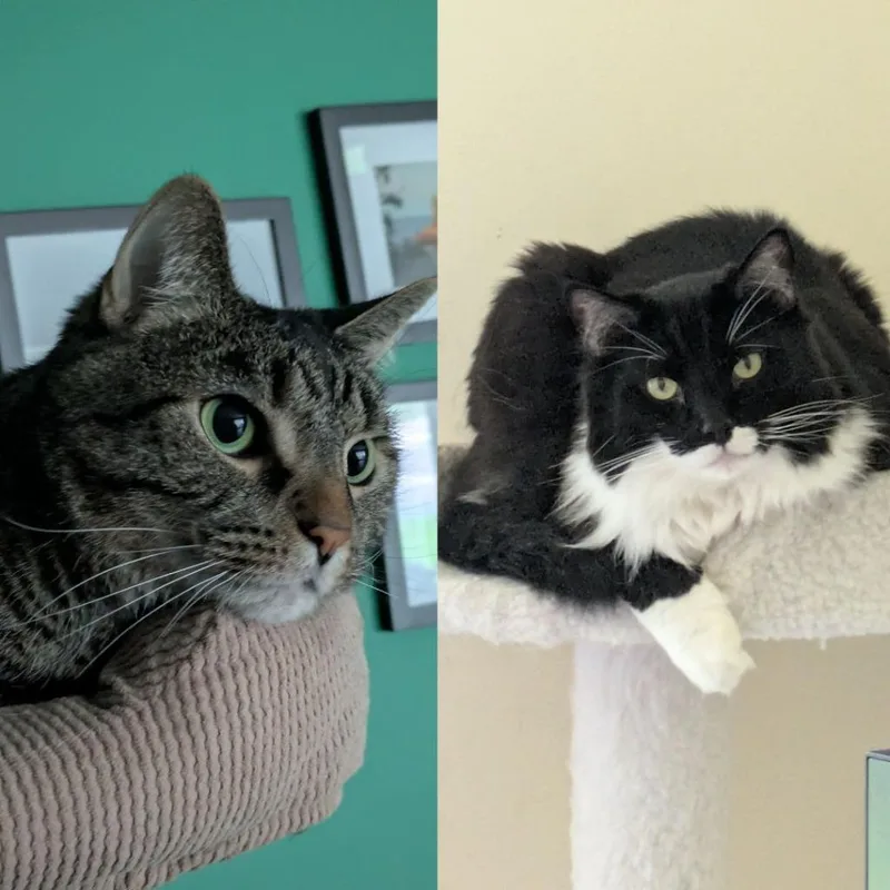 An adult medium-sized female Domestic Medium Hair cat named Lilac  Jackson for adoption in Minneapolis, MN