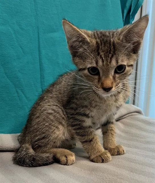A baby small-sized male Brown / Chocolate Domestic Short Hair cat named Noaa for adoption in Tavares, FL