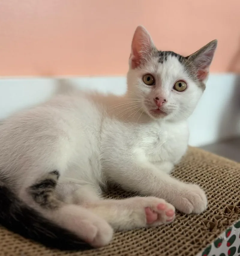 A baby medium-sized male Domestic Short Hair cat named Marshall for adoption in Parkville, MD