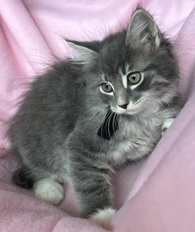A baby medium-sized female Maine Coon cat named Ophelia for adoption in Hood RIver, OR