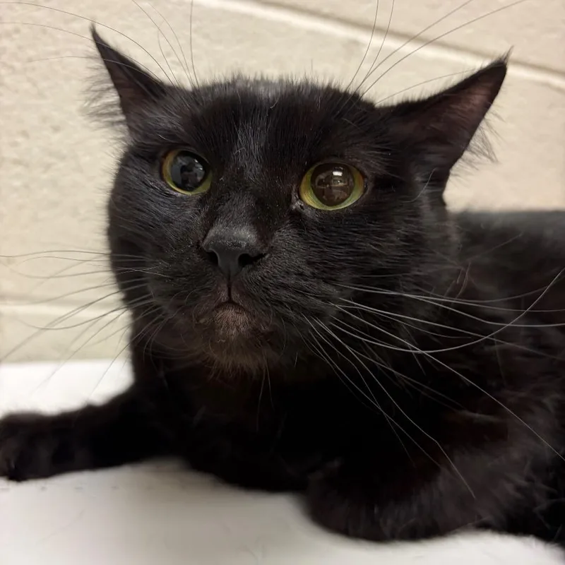 An adult medium-sized female Black Domestic Short Hair cat named Rome for adoption in Murray, UT