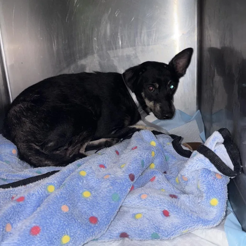 A senior small-sized male Rat Terrier dog named Norse Arriving  D for adoption in Princeton, MN
