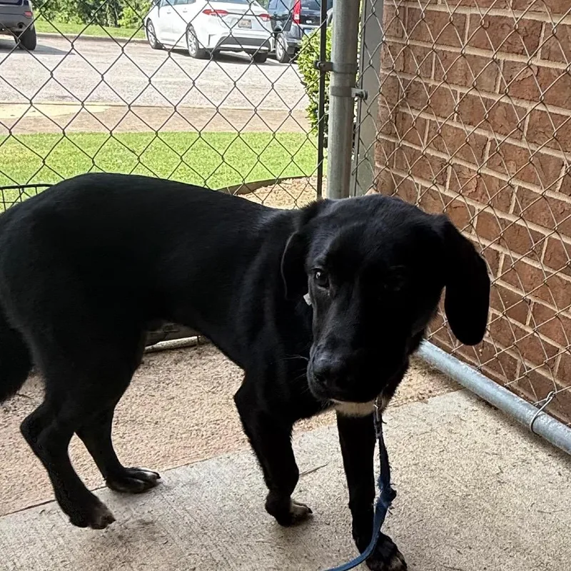 A young medium-sized male Black Labrador Retriever dog named Gus for adoption in Birmingham, AL