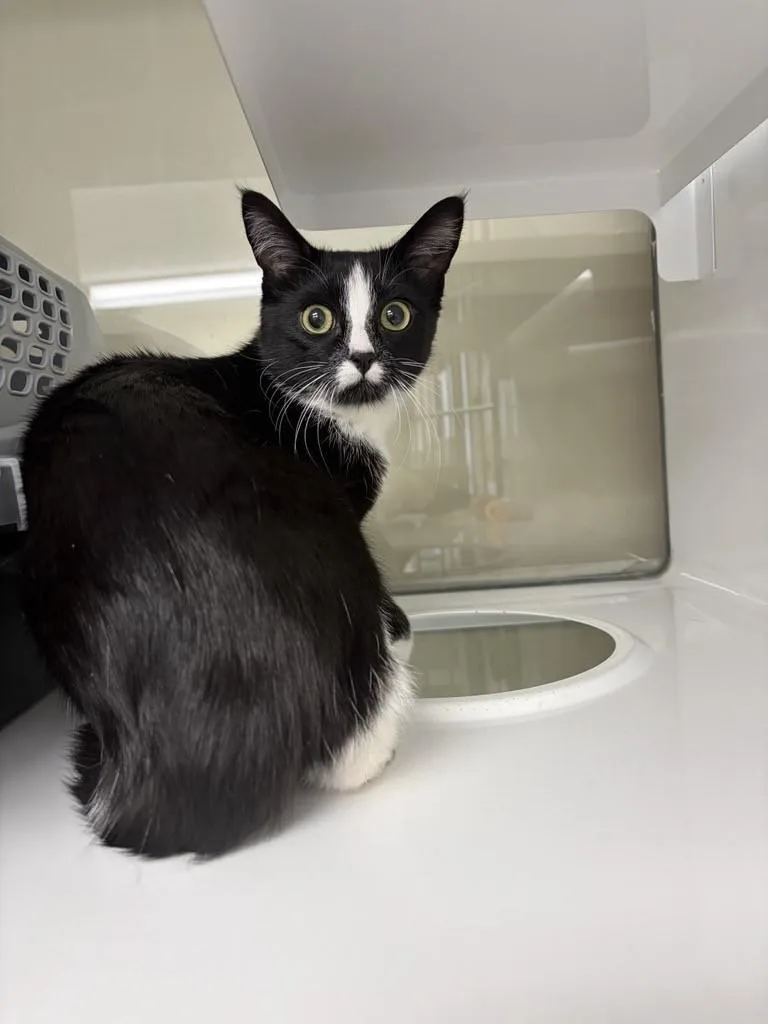 A baby small-sized female Domestic Short Hair cat named Coco for adoption in Saint Paul, MN