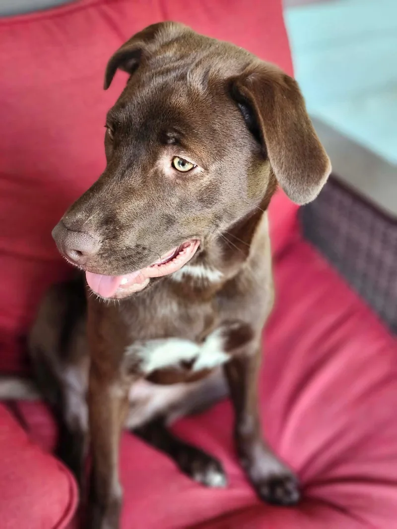 A baby medium-sized male Labrador Retriever dog named Oliver for adoption in Raeford, NC