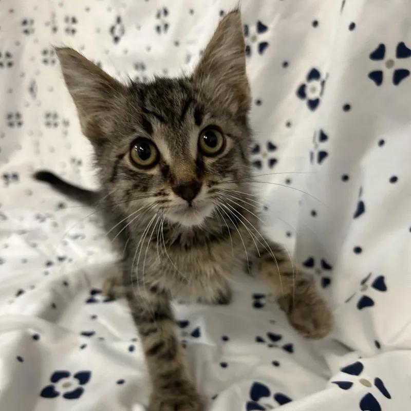 A baby small-sized male Gray / Blue / Silver Domestic Short Hair cat named BKEmmer Brown Collar for adoption in Coos Bay, OR