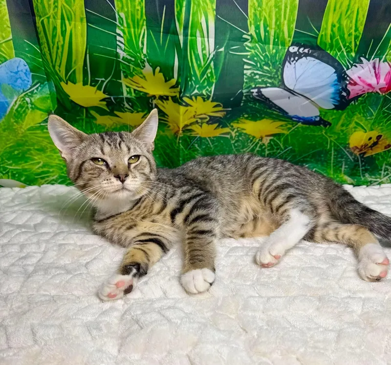 A baby large-sized female Tabby (Brown / Chocolate) Tabby cat named Jolly Rancher for adoption in Greensburg, PA