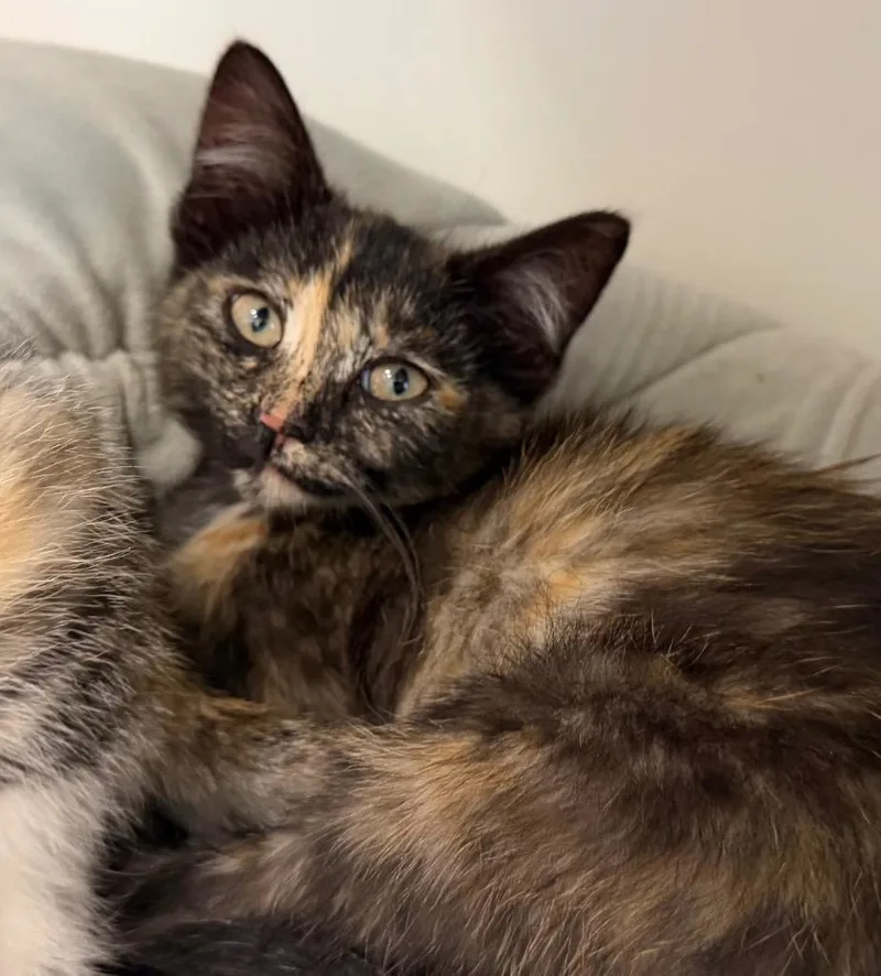 A baby medium-sized male Domestic Short Hair cat named Fauna for adoption in Columbia, IL