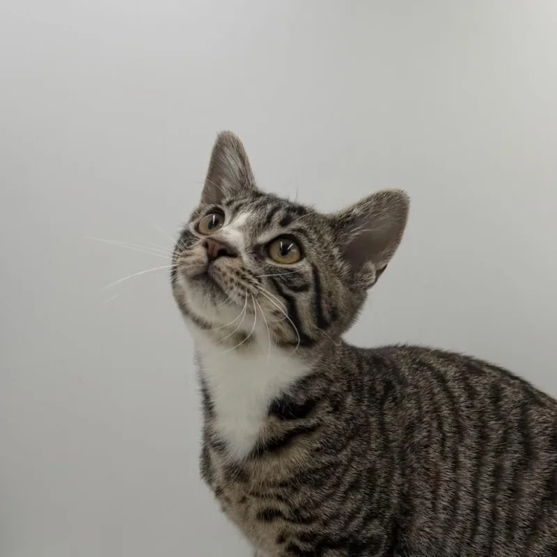 A baby medium-sized male Domestic Short Hair cat named Jimothy James for adoption in State College, PA
