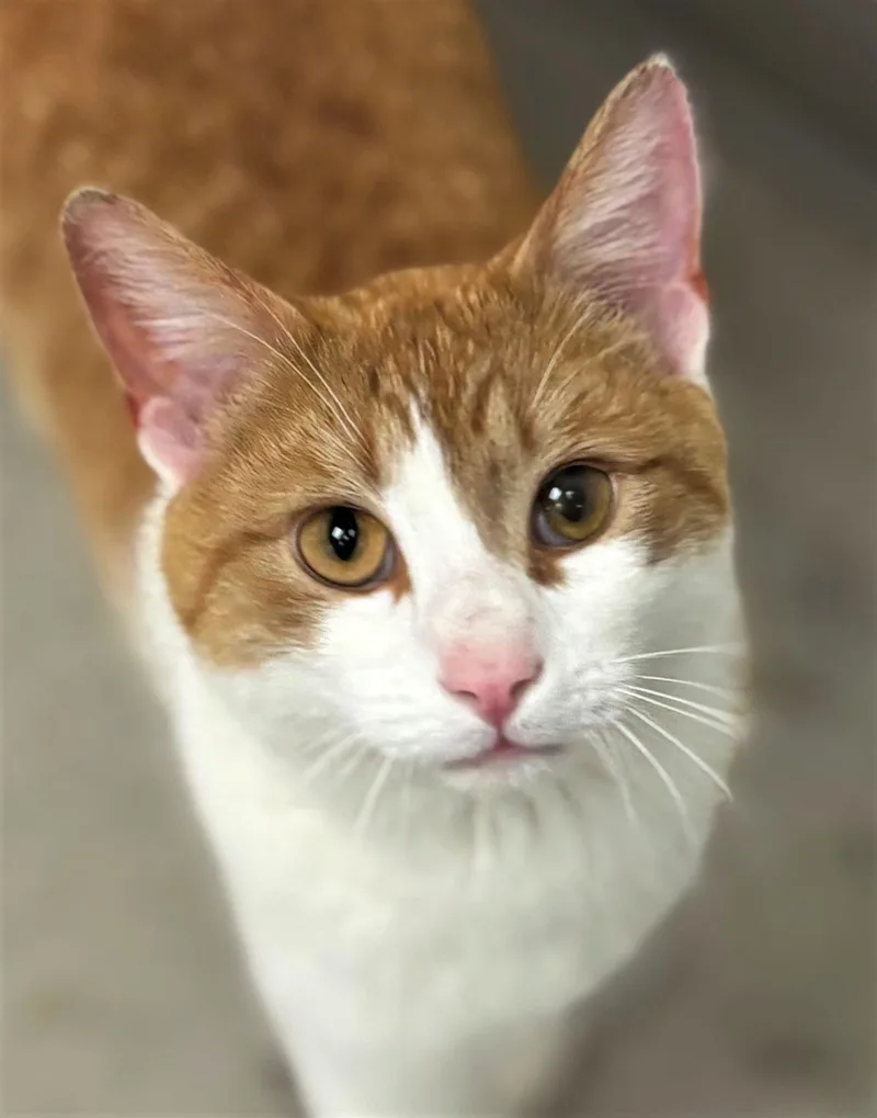 An adult medium-sized male Domestic Short Hair cat named Beckett for adoption in Iowa City, IA
