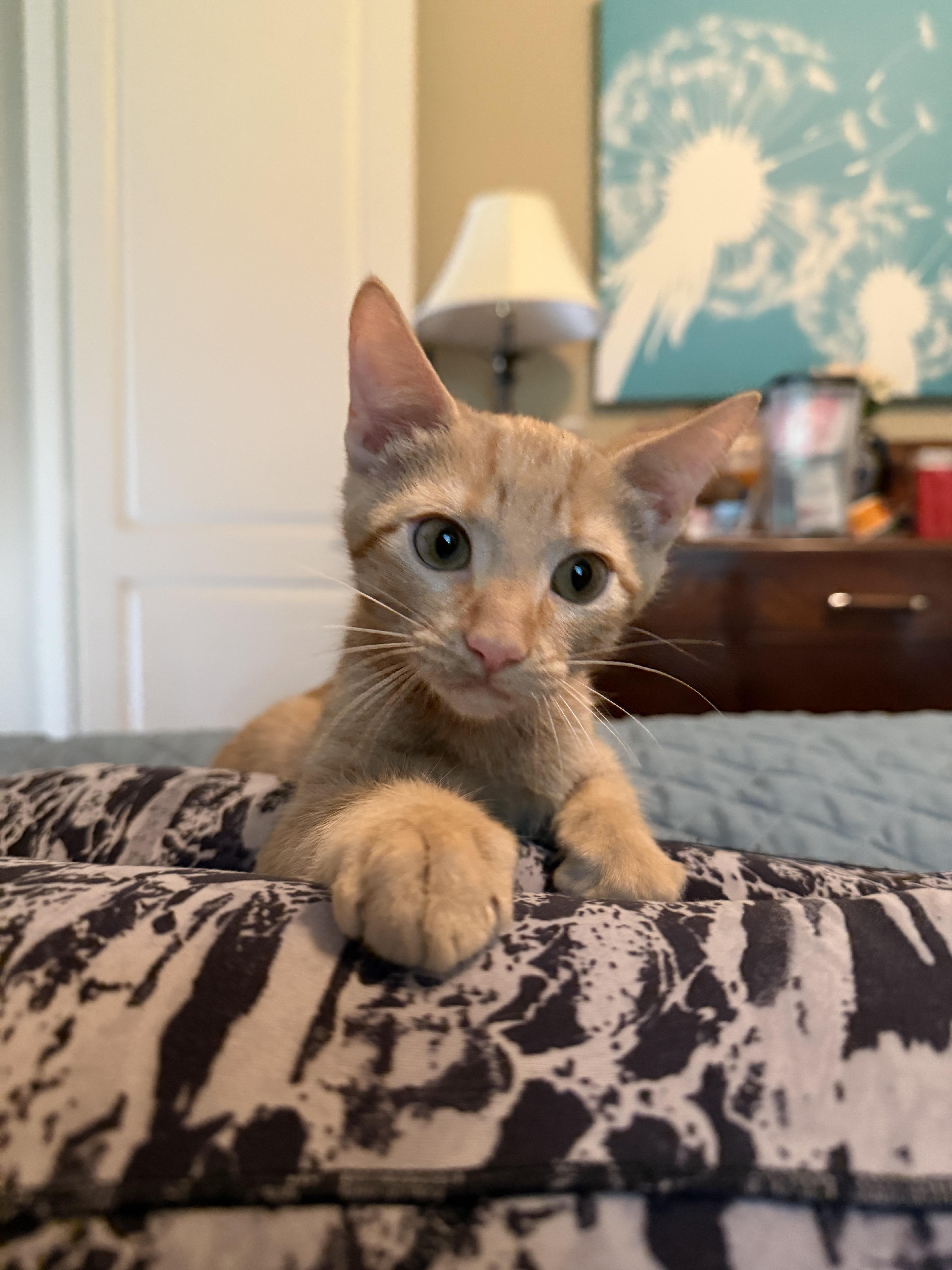 A baby small-sized male Buff / Tan / Fawn Domestic Short Hair cat named Spike Riley Fuzzel for adoption in Spring, TX