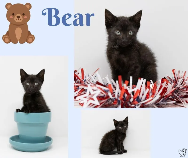 Bear