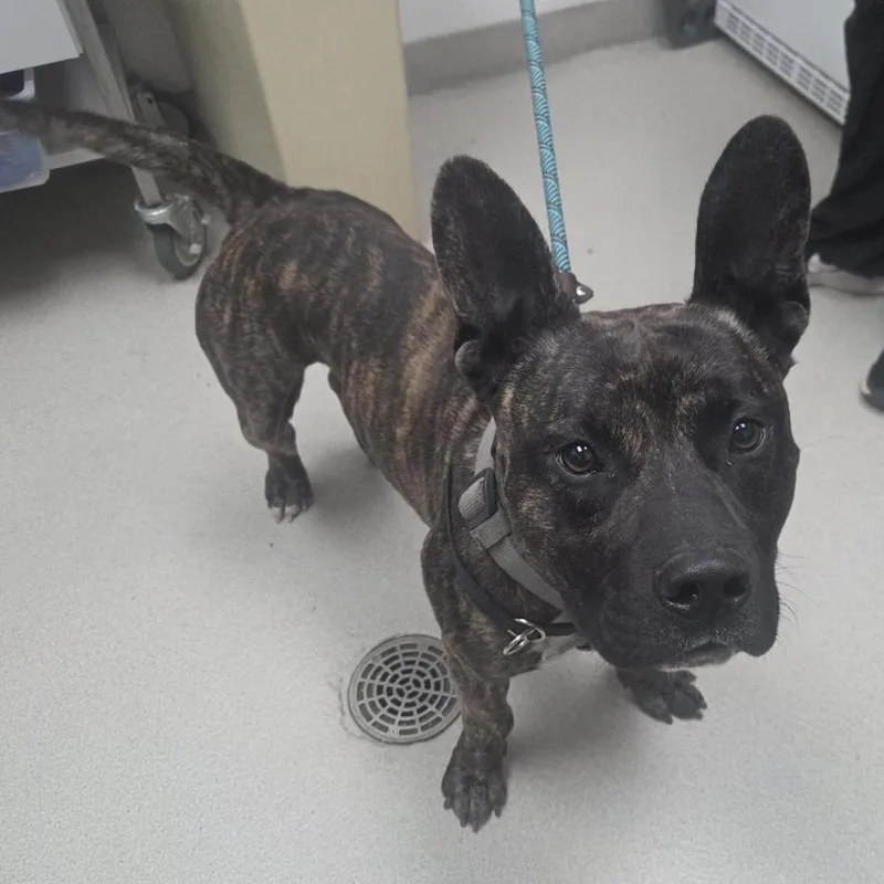 A young medium-sized male Brindle Terrier dog named Jeff for adoption in Saint Louis, MO