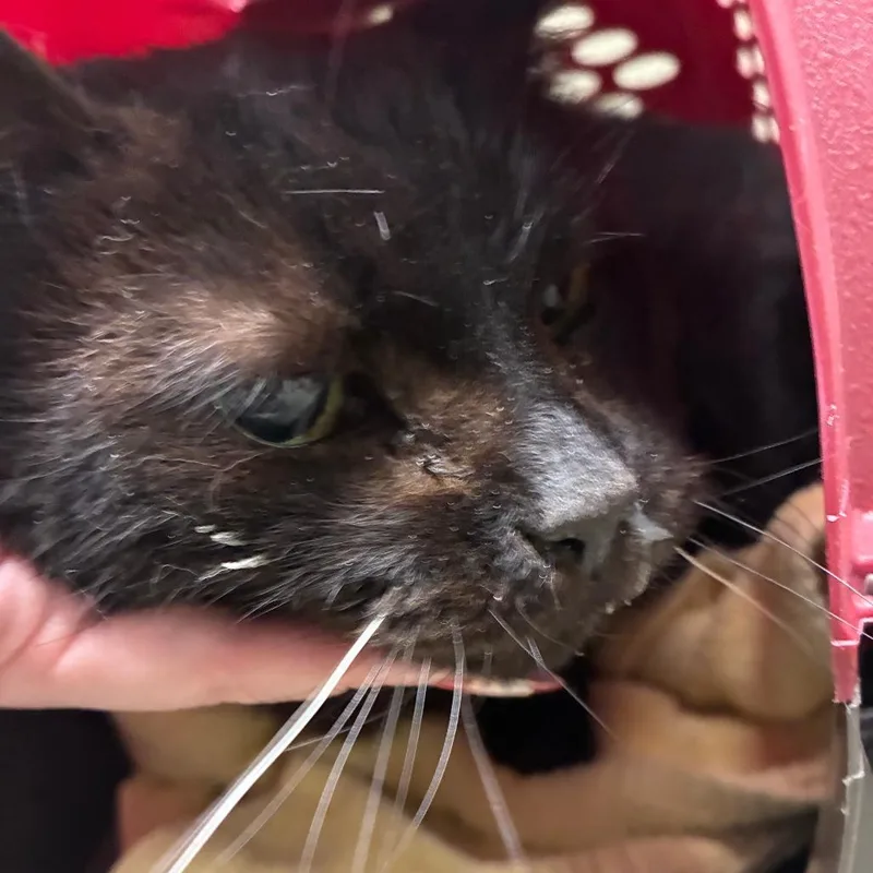 A senior medium-sized female Black Domestic Short Hair cat named Mama for adoption in Harrisonburg, VA
