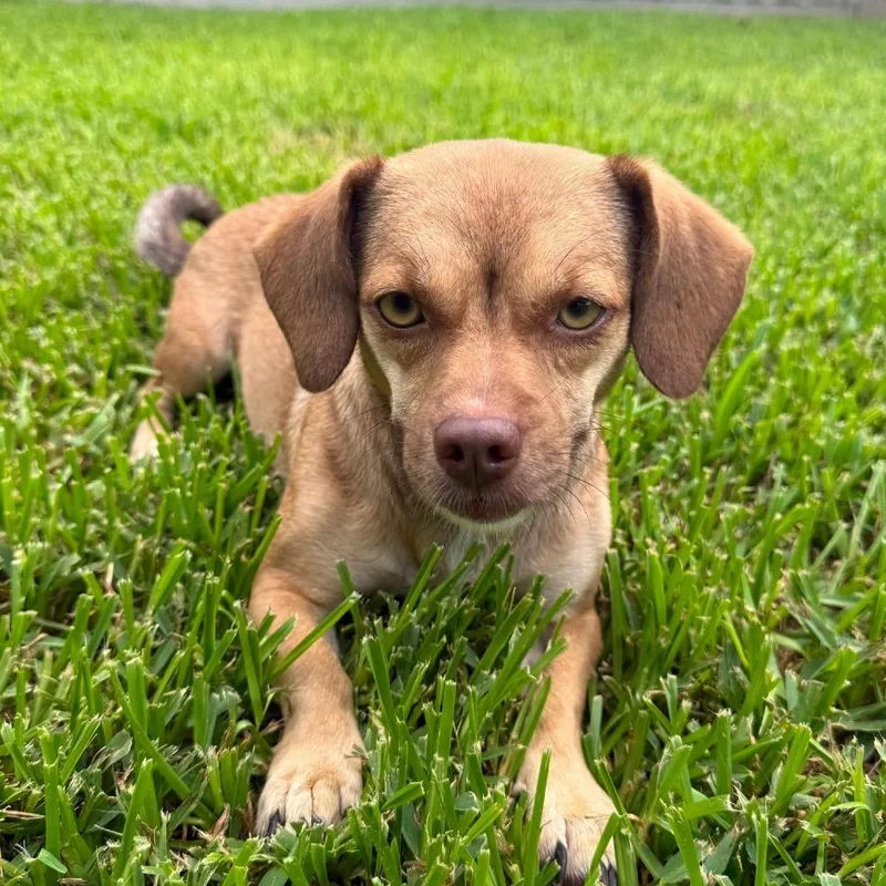 An adult small-sized female Yellow / Tan / Blond / Fawn Chihuahua dog named Spirit Arriving D for adoption in Princeton, MN