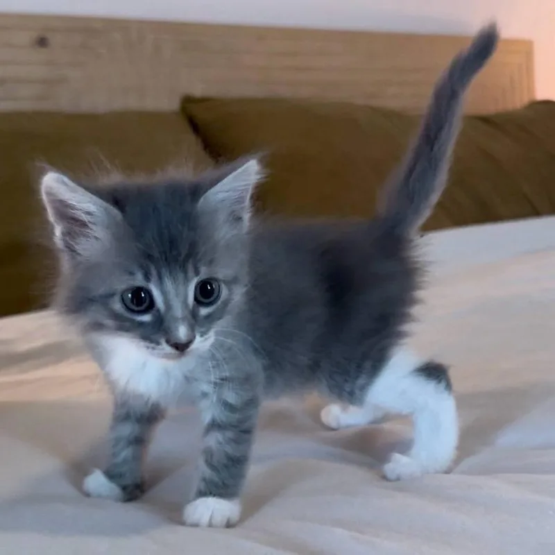 A baby small-sized male Gray / Blue / Silver Domestic Medium Hair cat named Hector for adoption in New Orleans, LA